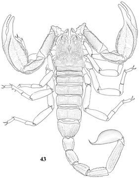 File:Scorpiops luridus.jpg