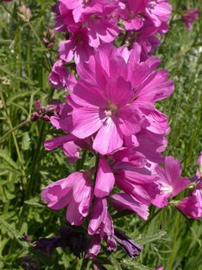 File:Sidalcea nelsoniana.jpg