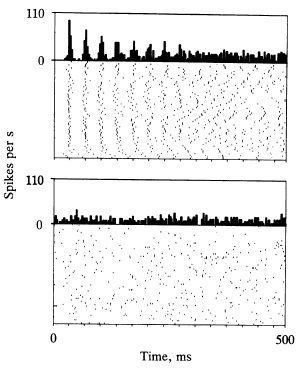 File:Single-unit oscillations monkey SII.jpg