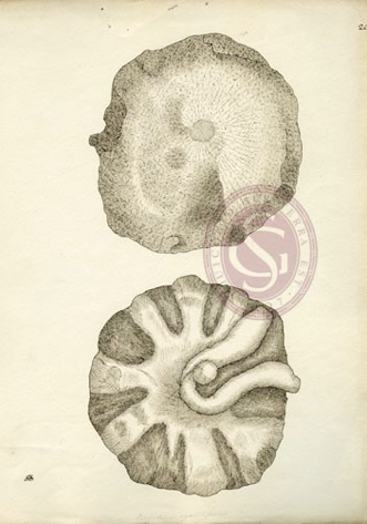 File:Sketches of fossil Alyconia.png