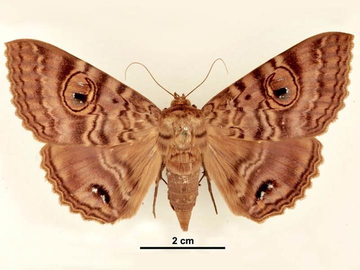 File:Speiredonia spectans female dorsal.jpg