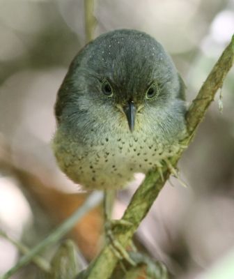 File:Spotted Bamboowren.JPG