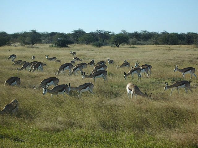 File:Springboecke in Namibia.jpg