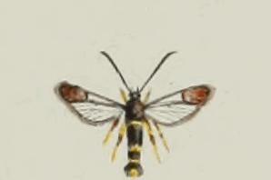 File:Synanthedon codeti.JPG