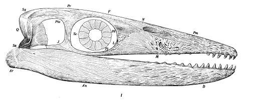 File:Thalattosaurus alexandrae Merriam cropped.jpg