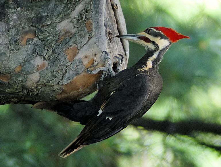 File:Woodpecker 20040529 151837 1c cropped.JPG