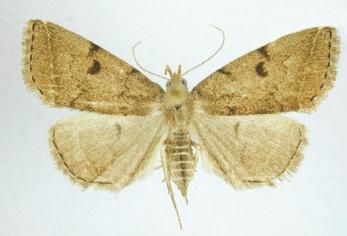 File:Zanclognatha dentata female.JPG