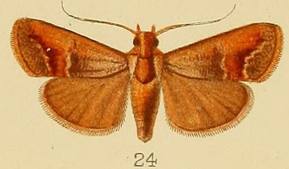 File:024-Orthaga castanealis (Kenrick, 1907).JPG