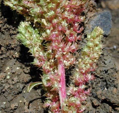 File:Amaranthus.hybridus1web.jpg