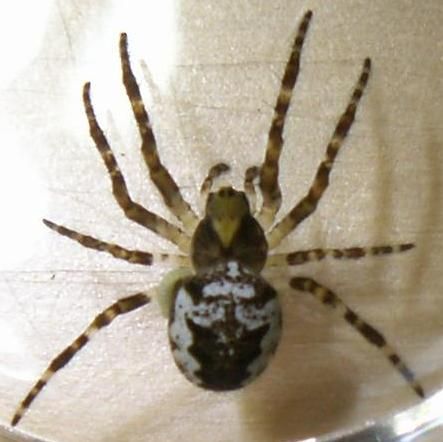 File:Araneus nordmanni.jpg