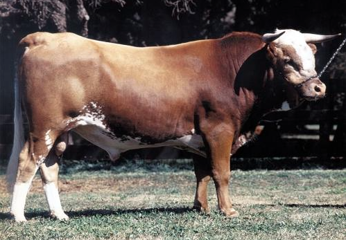 File:Argentine Criollo Bull.png