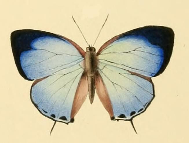 File:Arhopala theba1.JPG