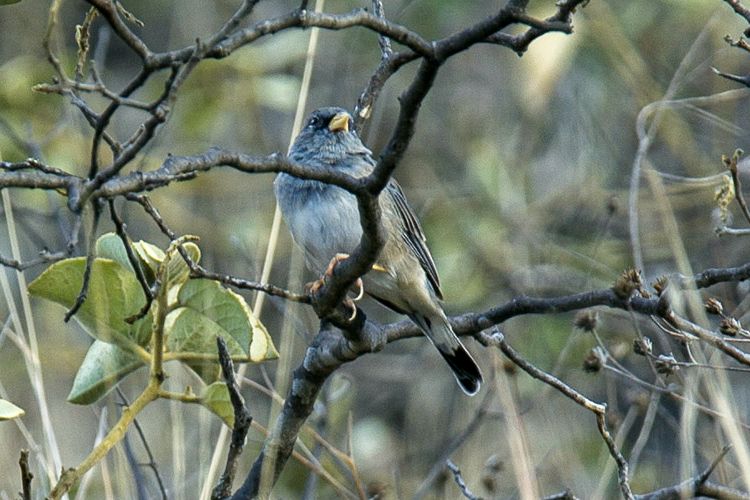 File:Band-tailed Sierra Finch (cropped).jpg