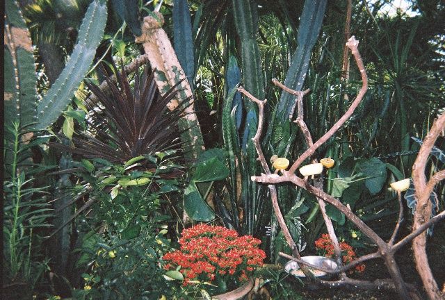 File:Bloedel exotic plants2.jpg