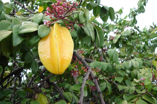 File:Carambola2.jpg