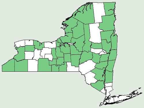 File:Carex flava NY-dist-map.png