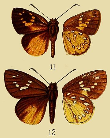 File:Ceratrichia aureaDruce1912OD.jpg