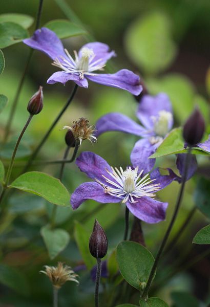 File:Clematis-'Arabella'.jpg