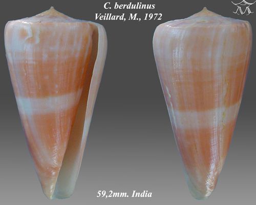 File:Conus berdulinus 1.jpg