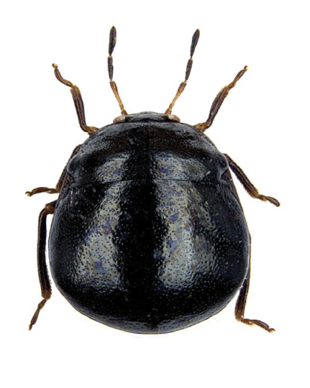 File:Coptosoma scutellatum 1.png