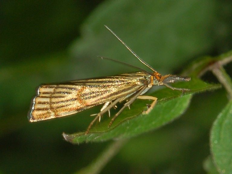 File:Crambidae - Chrysocrambus craterellus.JPG