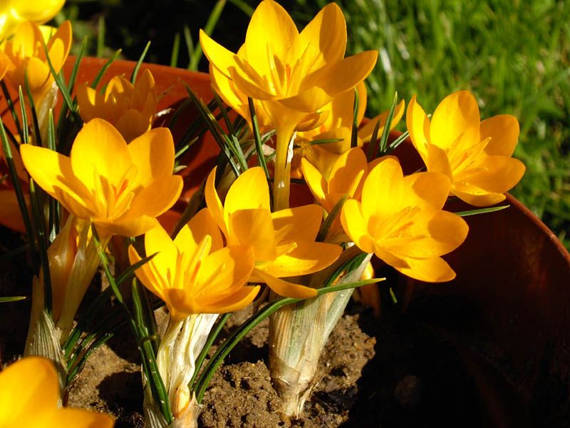 File:Crocus ancyrensis 2.JPG