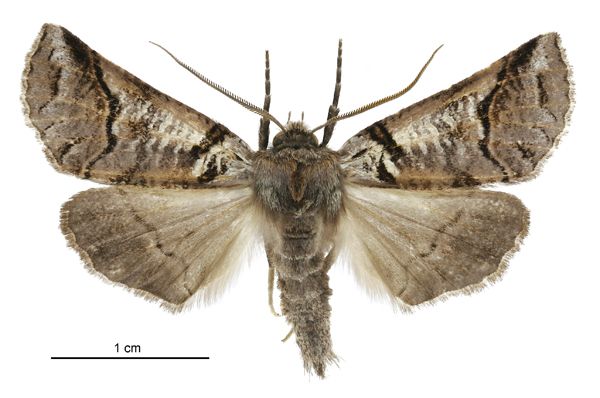 File:Declana hermione male.jpg