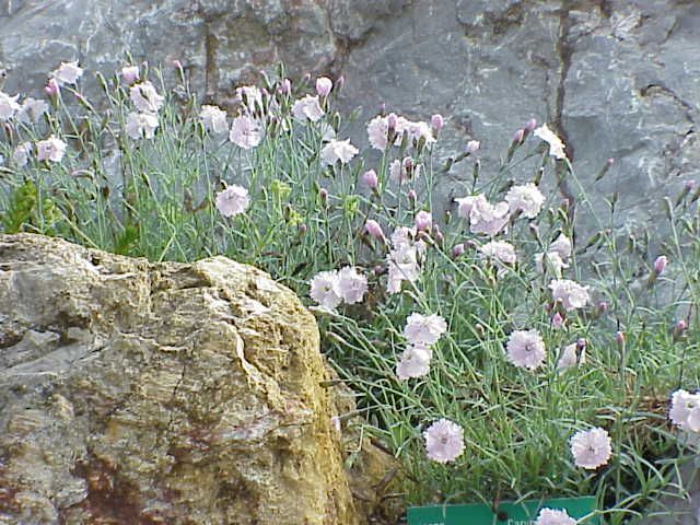 File:Dianthus gratianopolitanus2.jpg