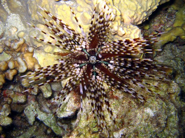 File:Echinothrix calamaris1.jpg