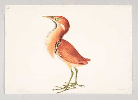 File:Elizabeth Gwillim - Chestnut Bittern.jpg