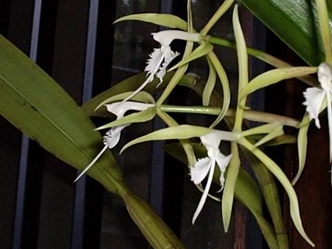 File:Epidendrum ciliare0.jpg