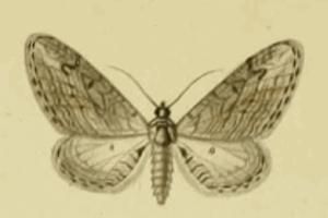 File:Eupithecia unedonata.JPG