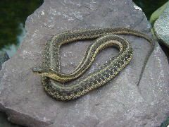 File:Gartersnake2128.JPG