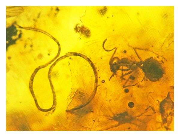 File:Heydenius-formicinus-adjacent-to-its-worker-ant-host-in-Baltic-amber.jpg