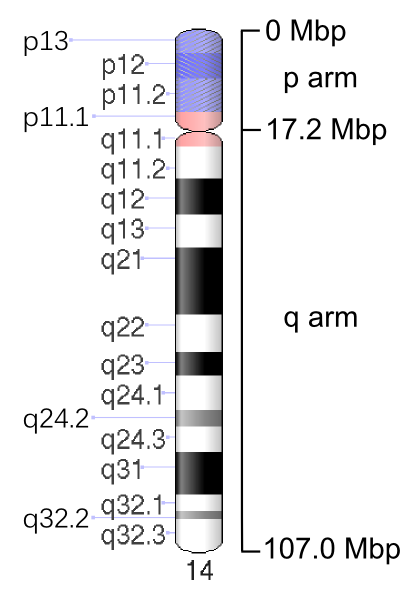 File:Human chromosome 14 - 550 bphs.png