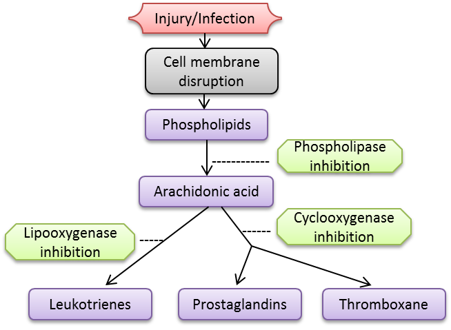 File:Inflammatory cascade.png