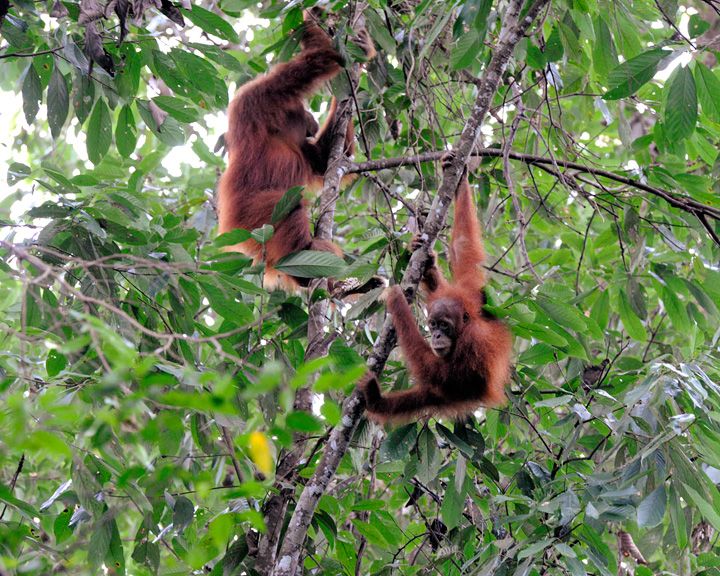 File:Leuser-orangs 09N8683.jpg