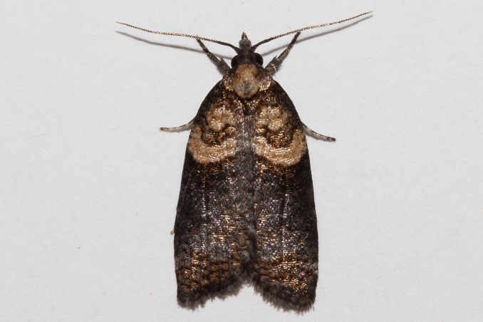 File:Maoritenes cyclobathra 365177916 (cropped).jpg