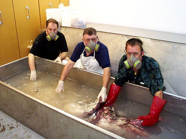 File:Masked men giant squid in tank.jpg