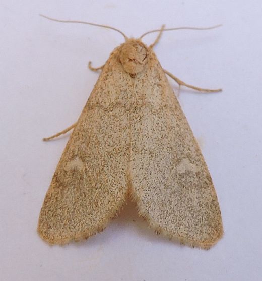 File:Narthecophora pulverea - inat 67249909.jpg