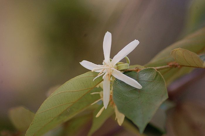 File:Oak-leaved Bayur Tree.jpg