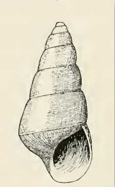 File:Odostomia angularis 001.png