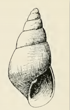 File:Odostomia donilla 001.png