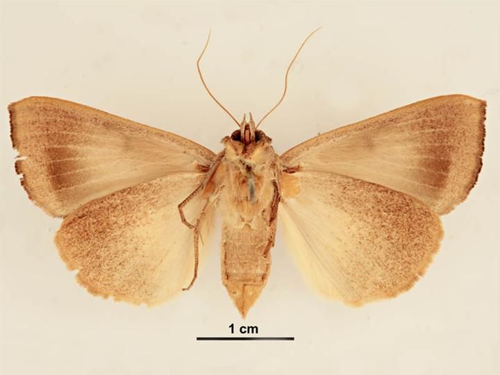 File:Ophiusa trapezium female ventral.jpg