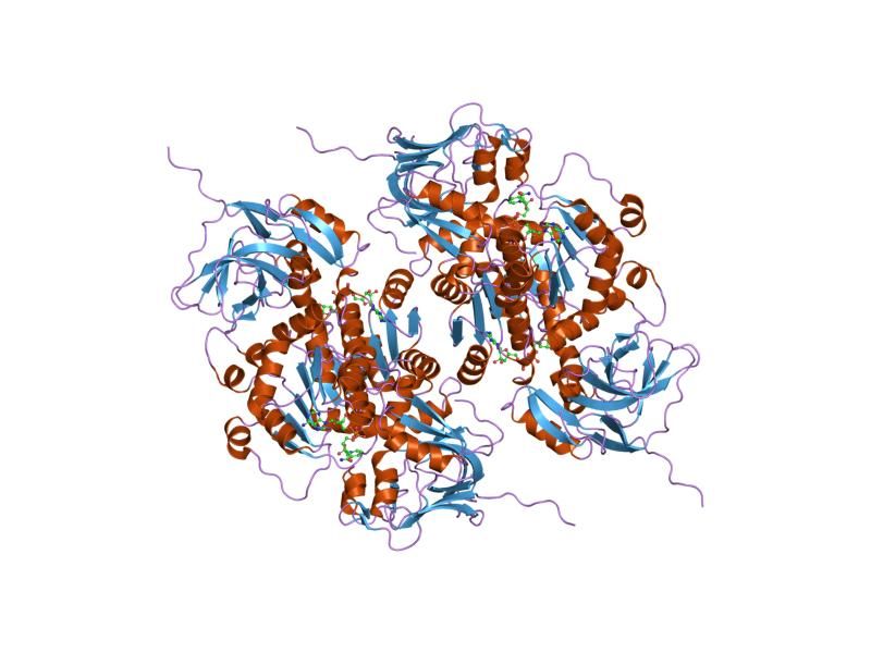 File:PDB 1pl8 EBI.jpg