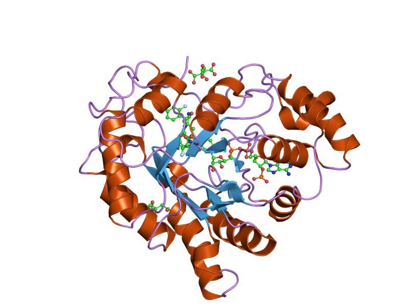 File:PDB 2pf8 EBI.jpg