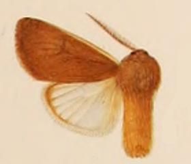 File:Paracles felderi male.JPG