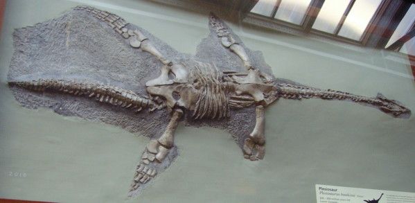 File:Plesiosaurus hawkinsi NHM.jpg