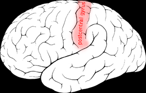 File:Postcentral gyrus.png