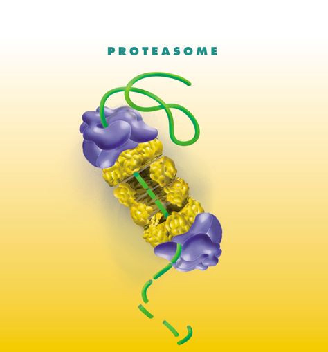 File:Proteasome.jpg